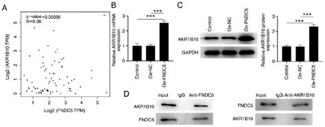 Fndc5 Interacts With Akr1b10 In Acc Cells A Correlation Between