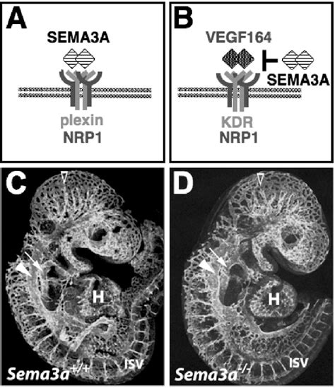 Figure From Role Of The Neuropilin Ligands Vegf And Sema A In