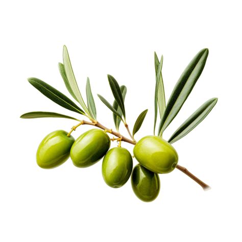 Olive Tree Branch Green Olives And Leaves Png Ai Generative 31645327 PNG