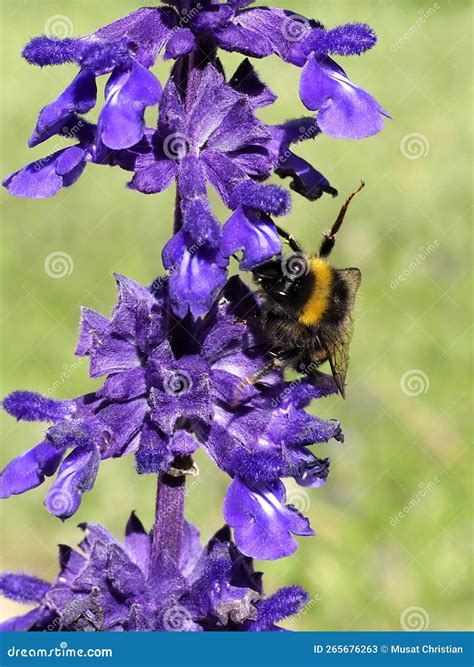 Bumblebee Feeding On Blue Salvia Flower Stock Image Image Of Orange