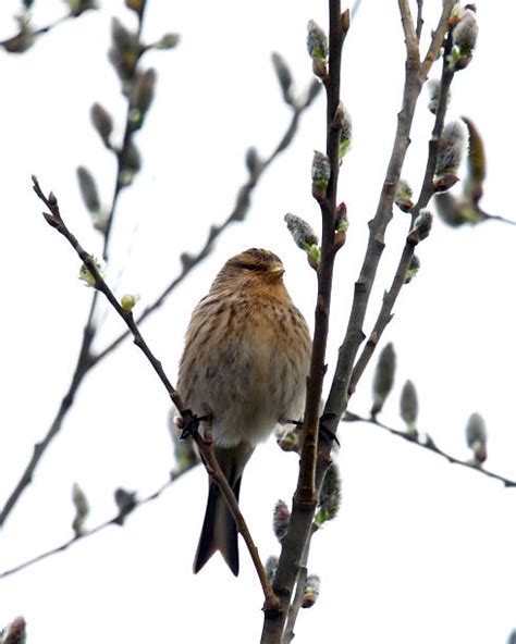 90+ Twite Bird Stock Photos, Pictures & Royalty-Free Images - iStock