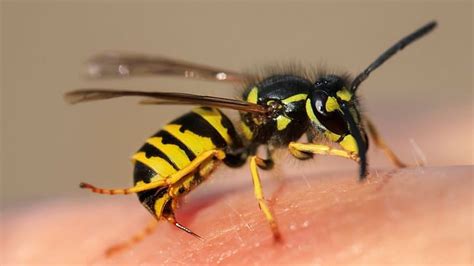 Wasp Venom Offers Hope Against Lung Diseases, MIT Researchers Found