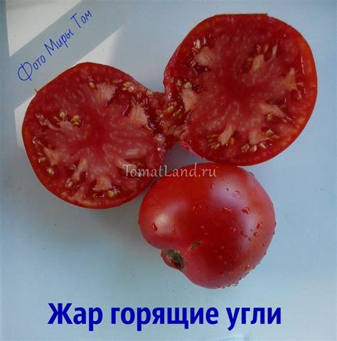 Томат Жар горящие угли: отзывы, фото, урожайность | tomatland.ru