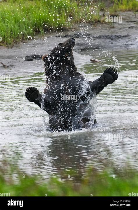 Brown Bear Playing In Water Alaska Usa Stock Photo Alamy