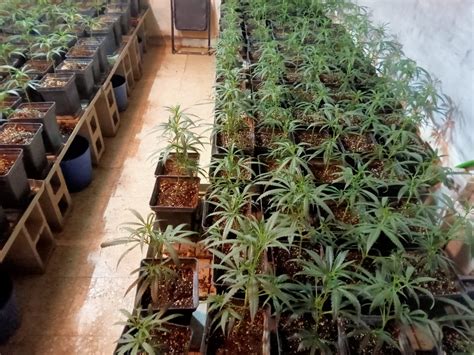 La Policía Local logra incautar una plantación de marihuana con un