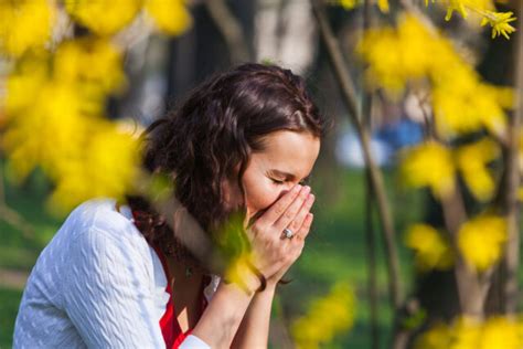 Carte Allergie Aux Pollens De Gramin Es La Quasi Totalit Du Pays En