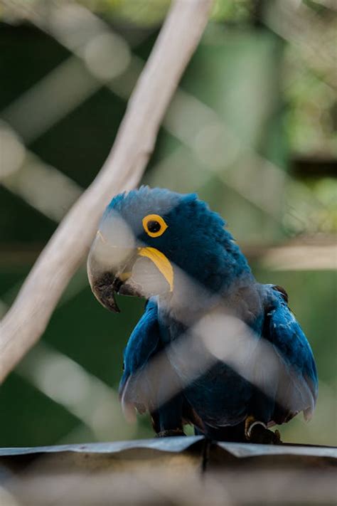 Blue Macaw Parrot · Free Stock Photo