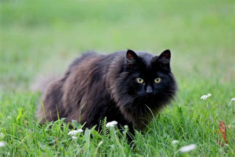 Royalty Free Black Norwegian Forest Cat Pictures, Images and Stock Photos - iStock