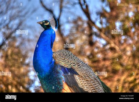 Pfau Fasan Blau Blauer Pfau Vogel Ziervogel Federn Federkleid