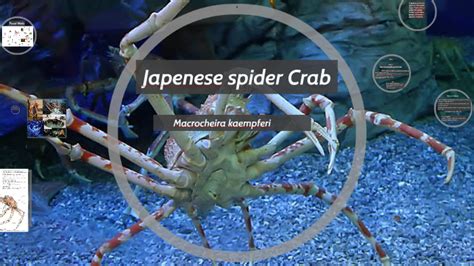 Japenese Spider Crab By Milaurie Quinones