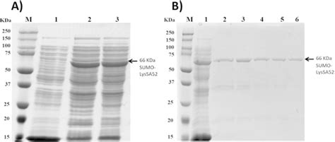 SDS PAGE Analysis Of Expressed His SUMO LysSA52 Endolysin A Total