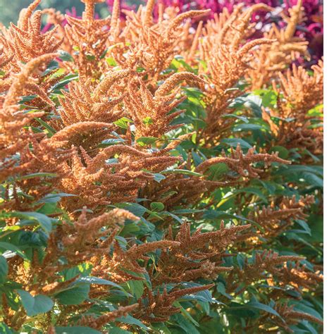 Hot Biscuits Amaranthus Seed Johnny S Selected Seeds Amaranthus