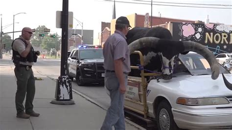 Cops Pull Over Man With A Watusi Bull Riding In The Passengers Seat