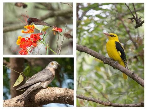 Vedanthangal Bird Sanctuary - Birding in Chennai - Roaming Owls