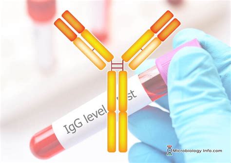 Immunoglobulin G (IgG) - Properties, Structure and Functions ...