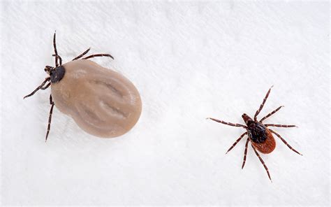 Deer Tick Vs Wood Tick Permethrin North Fork Trails Association