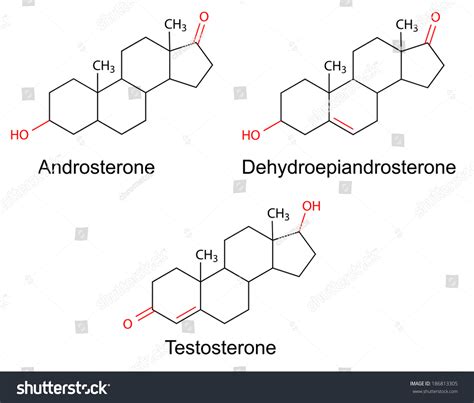 Structural Formulas Male Sex Hormones Androsterone Stock Vector