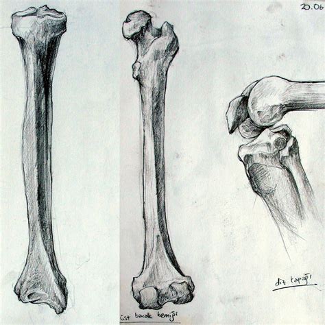 Bone Anatomy Drawing