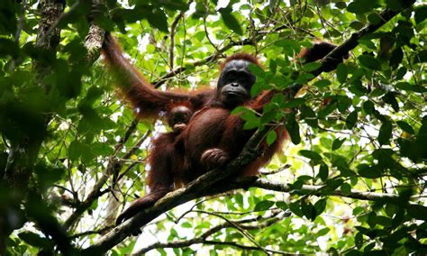 Orang Utan Kalimantan