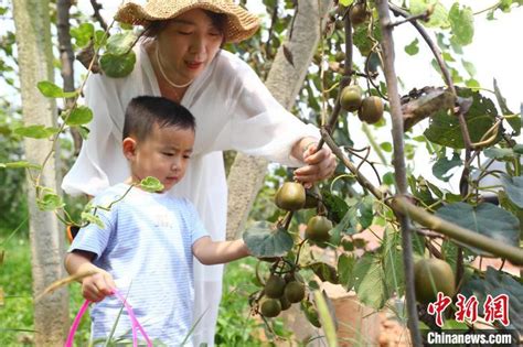 “中国猕猴桃之乡”江西奉新：“小果子”走出致富“大路子” 农旅结合助力乡村振兴 光明网