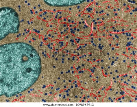 False Colour Transmission Electron Microscope Tem Stock Photo