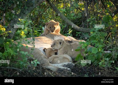 Three lion cubs hi-res stock photography and images - Alamy