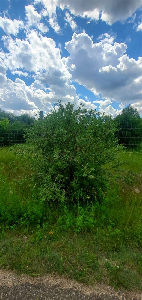 Beaked Willow Awes Agroforestry And Woodlot Extension Society Of