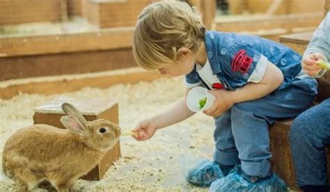 Are Rabbits Good Pets For Children? | USA Rabbit Breeders