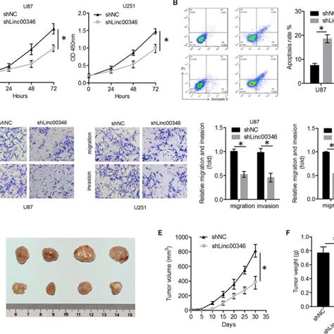 Linc00346 Knockdown Suppressed Glioma Cell Proliferation Migration