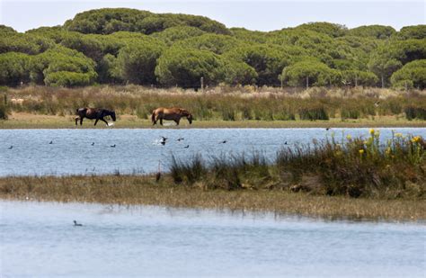 Doñana EFE Noticias