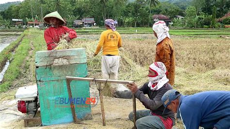 Gunakan Pupuk Organik Hasil Panen Padi Desa Grenggeng Melimpah