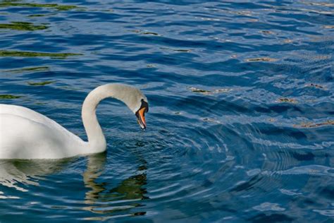 Kostenlose Foto Wasser Natur Vogel Wei See Tier Tierwelt