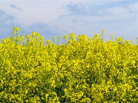 Mustard Seed Tree Care