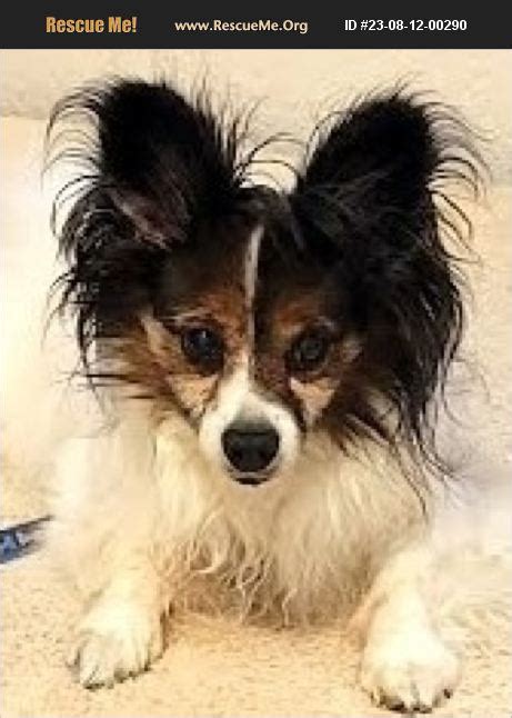 Adopt Papillon Rescue Anaheim Ca