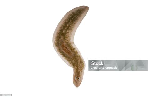 Cacing Pipih Planaria Di Bawah Tampilan Mikroskop Foto Stok Unduh