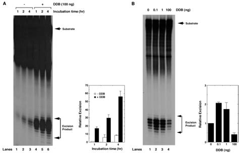 Ddb Accumulates At Dna Damage Sites Immediately After Uv Irradiation