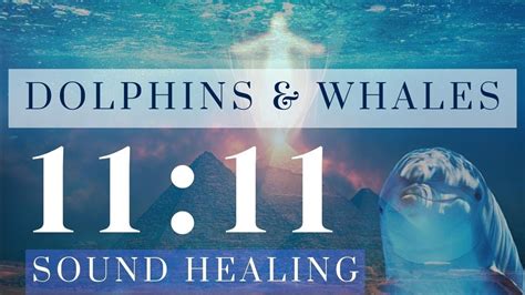 Dolphins Whales Sound Healing Tap Into Your Inner Power