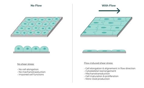 Why Is A Controlled Shear Stress A Key Parameter Of Your Microfluidic