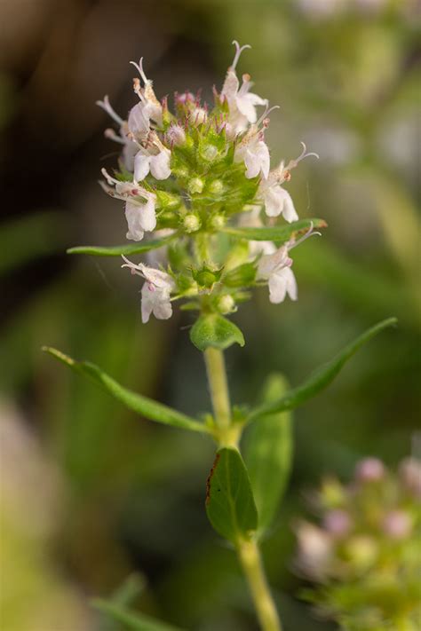 Thymus marschallianus - Изображение особи - Плантариум