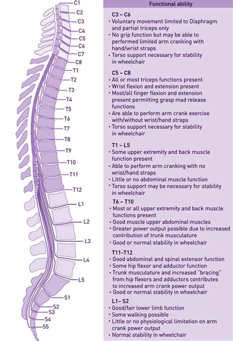 Spinal Cord: Spinal Cord Brain Function