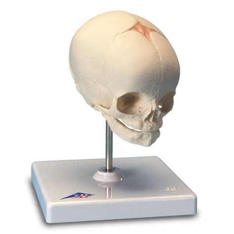 Fetal Skull Model – Plus 1 Project Services Limited