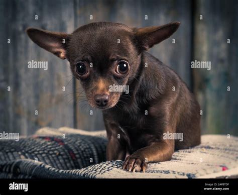 Always Sad And Unhappy Appearance Of A Chihuahua Dog Stock Photo Alamy