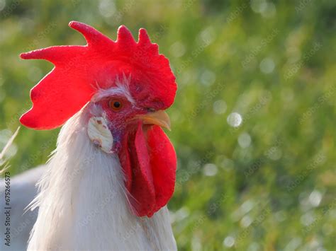 Haushuhn Gallus Gallus Domesticus Hahn Stock Photo Adobe Stock