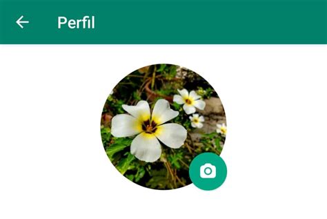 Como Mudar A Foto Do Perfil Do Whatsapp