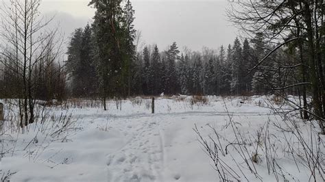 Snowfall In The Forest March Valery Vozhdaev Flickr