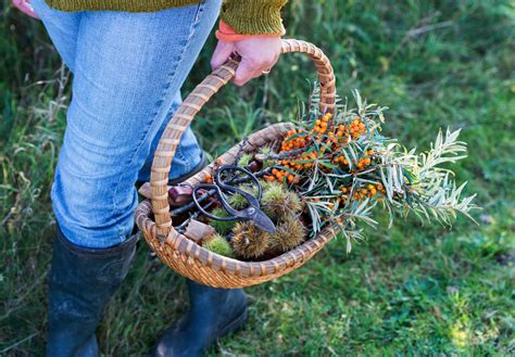 6 Steps Beginners Guide To Foraging For Wild Edibles 🍄🌼🍓