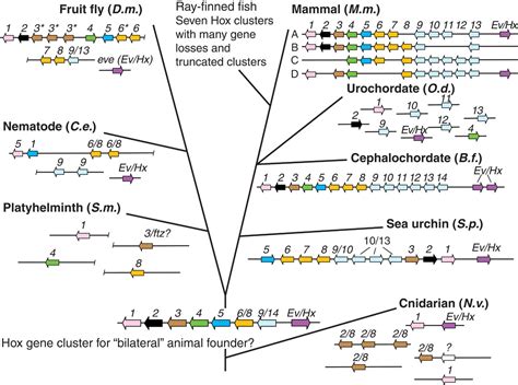 Genomic Evolution Of Hox Gene Clusters Science