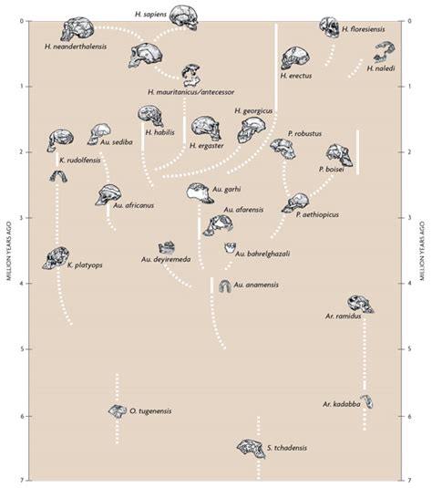 History And Reality Of The Genus Homo What Is It And Why Do We Think So