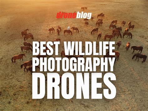 Best Drones For Wildlife Photography Droneblog