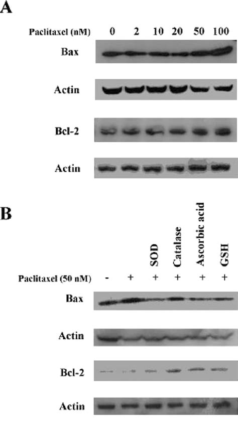 Western Blot Analysis Of Bax And Bcl 2 Proteins In Paclitaxel Treated